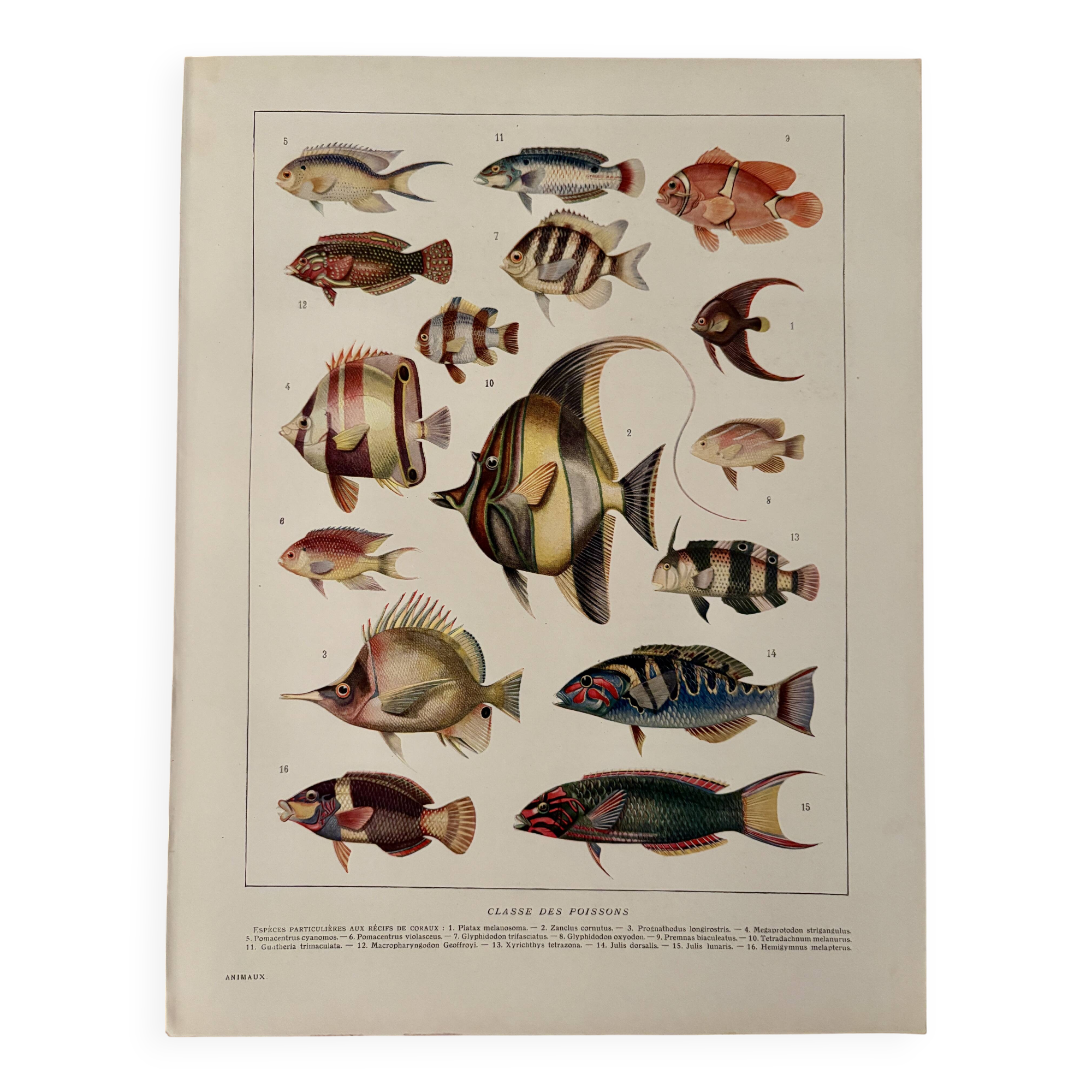 Old illustrated plate on coral reef fish - 1920