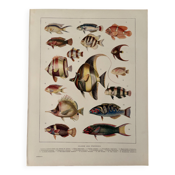 Ancienne planche illustrée sur les poissons des récifs coraux - 1920 — Beyit