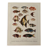 Old illustrated plate on coral reef fish - 1920