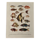 Old illustrated plate on coral reef fish - 1920
