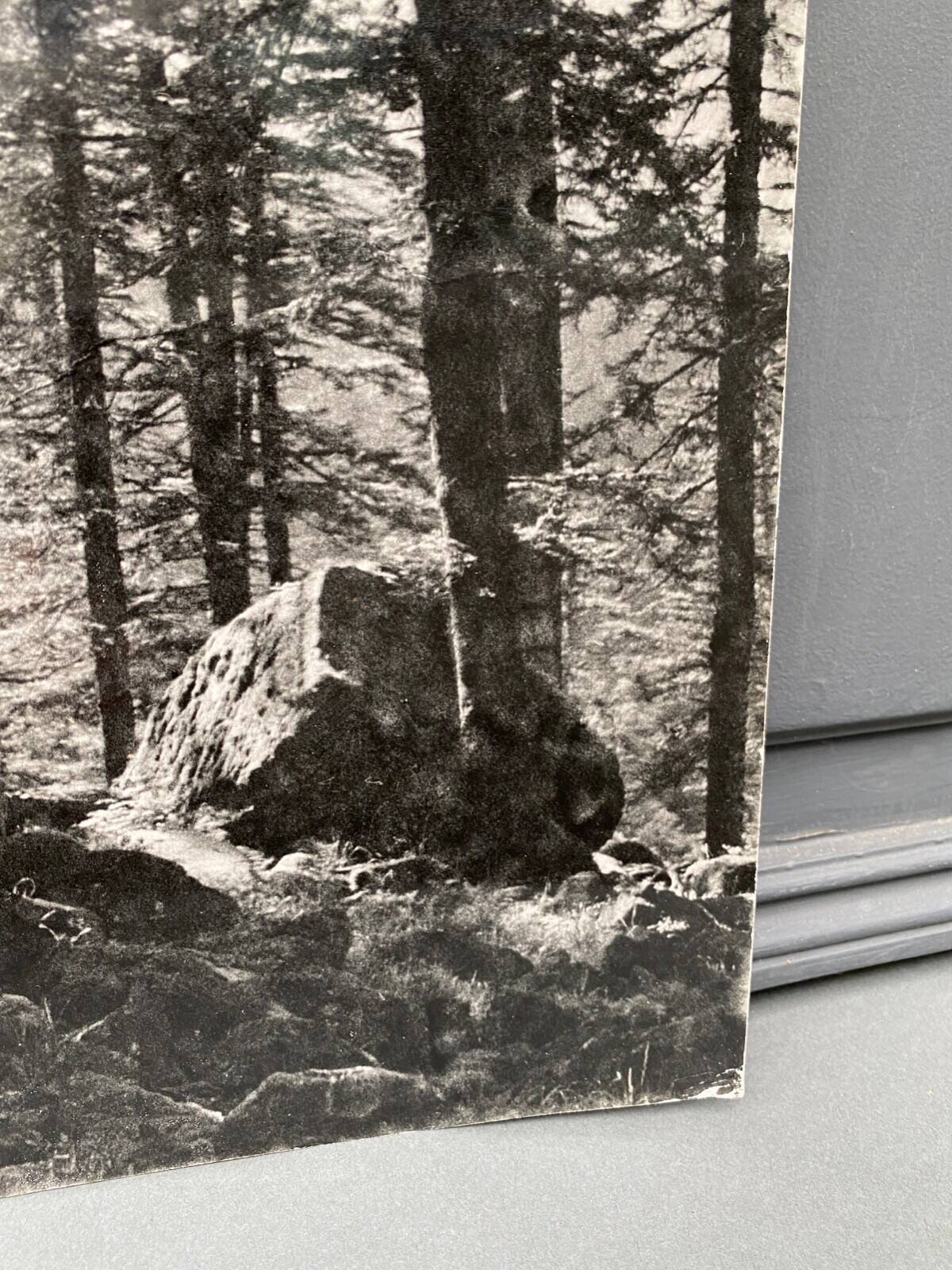 Silver gelatin photograph by Bernard Darot AFIAP. Sun in the Vosges Forest