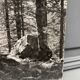 Silver gelatin photograph by Bernard Darot AFIAP. Sun in the Vosges Forest