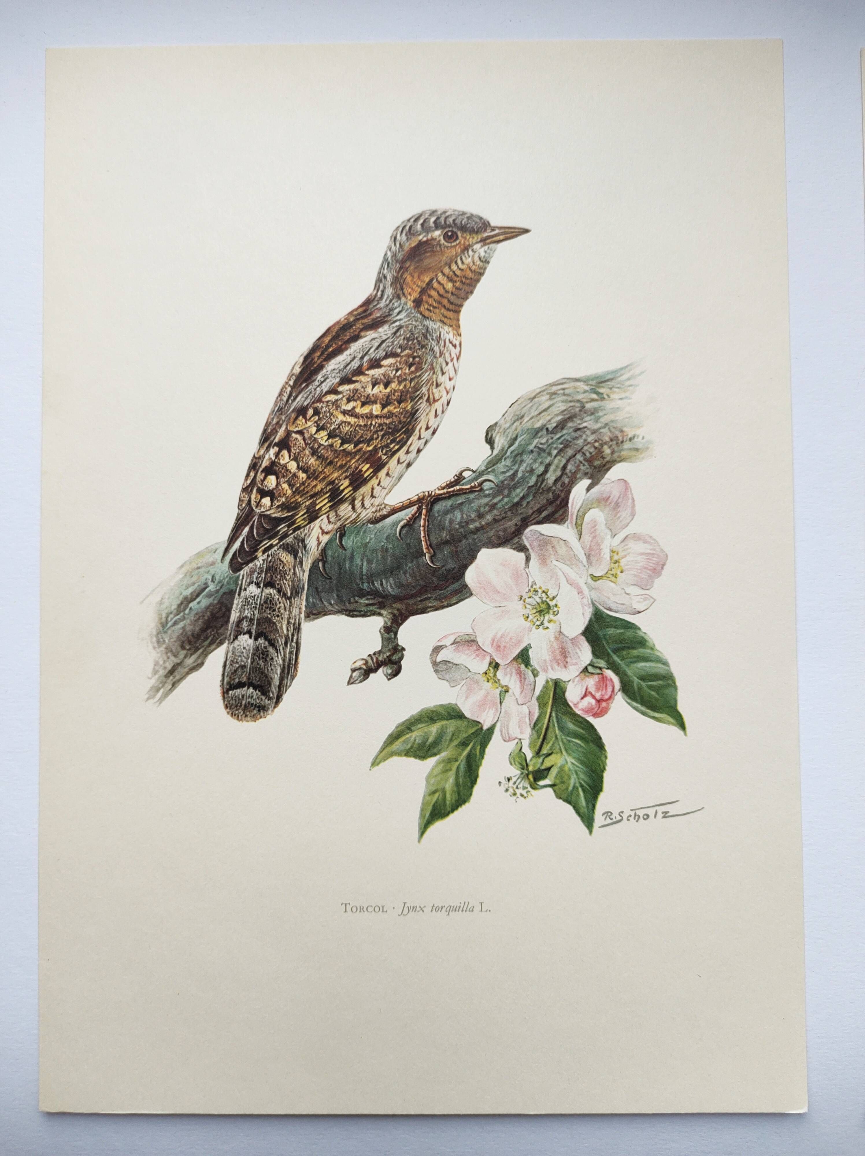 Old bird plate from the 1960s - Wryneck - Natural animal illustration