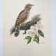 Old bird plate from the 1960s - Wryneck - Natural animal illustration