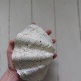 Bivalve