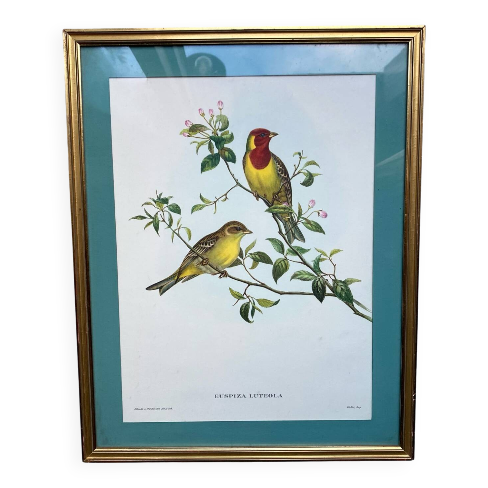 Zoological engraving of birds Euspiza luteola