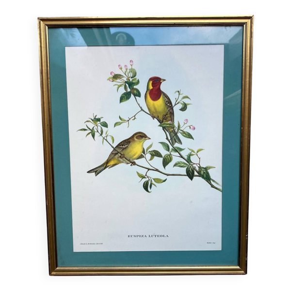 Gravure zoologique oiseaux Euspisa Luteola — Beyit