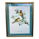 Zoological engraving of birds Euspiza luteola