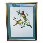 Gravure zoologique oiseaux Euspisa Luteola