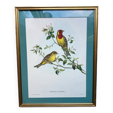 Gravure zoologique oiseaux Euspisa Luteola