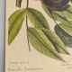 Gravure ancienne oiseau - Rossignol de muraille-  Planche zoologique de Seligmann & Catesby