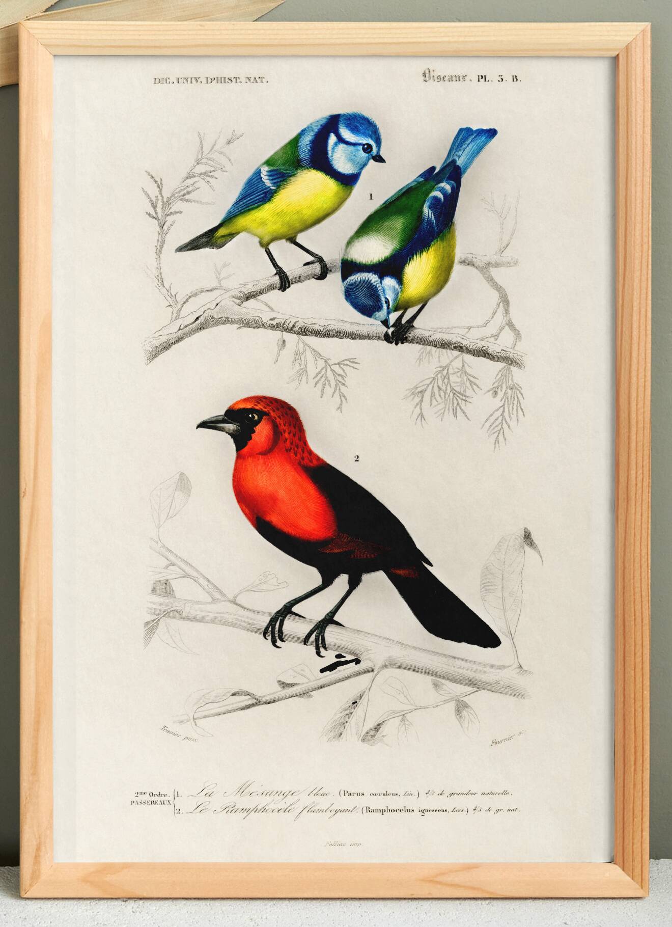 Affiche sur les mésanges bleues et le cardinal écarlate