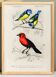Poster about blue tits and scarlet cardinals