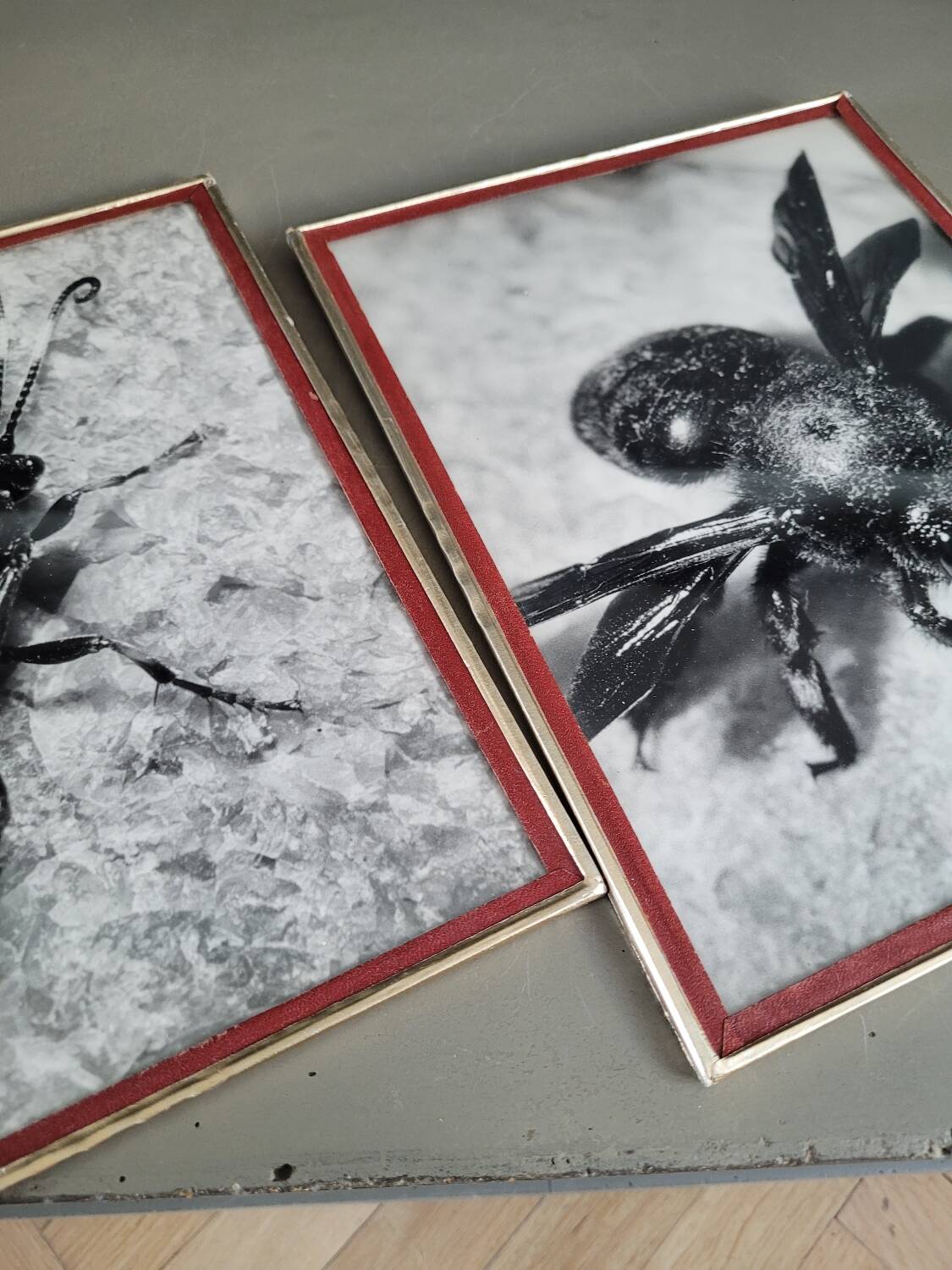Pair of old silver photographs of insects S Celebonovic
