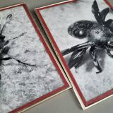 Pair of old silver photographs of insects S Celebonovic