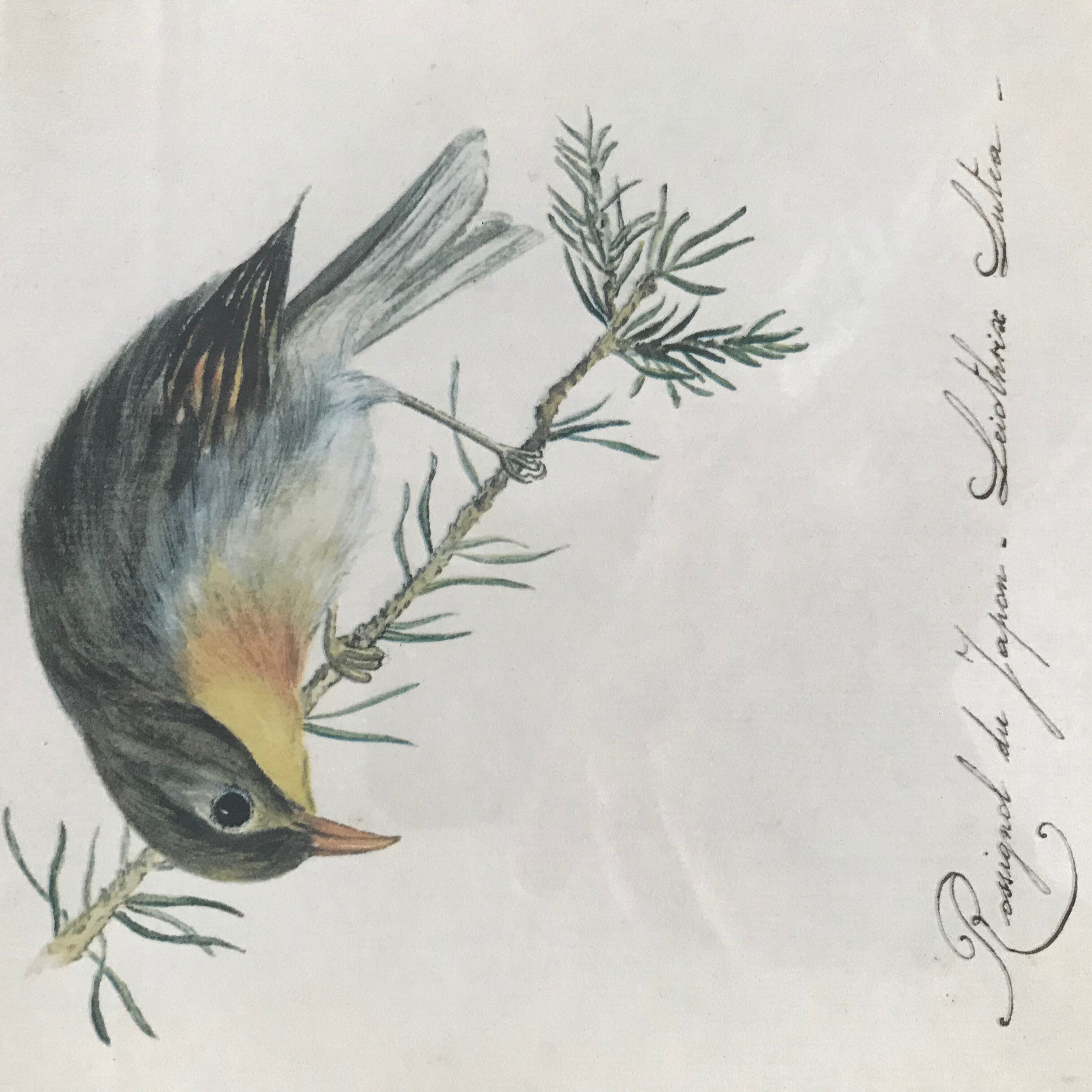 Ornithological nightingale board