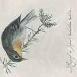 Ornithological nightingale board