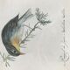 Planche ornithologique rossignol