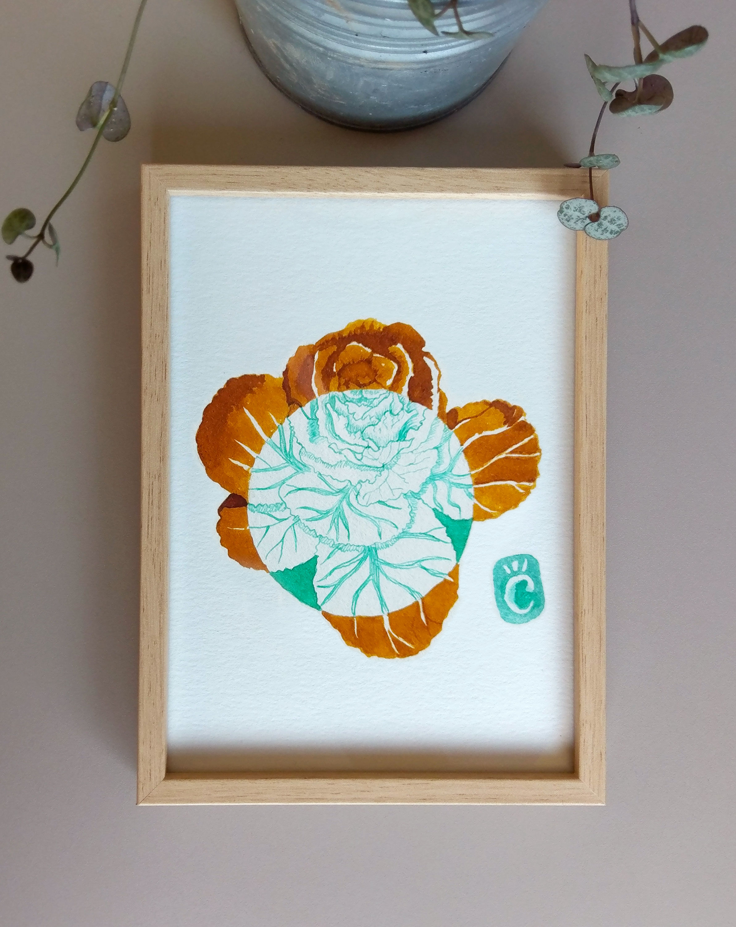 Ornamental cabbage - 13 x 18 cm - winter flower series