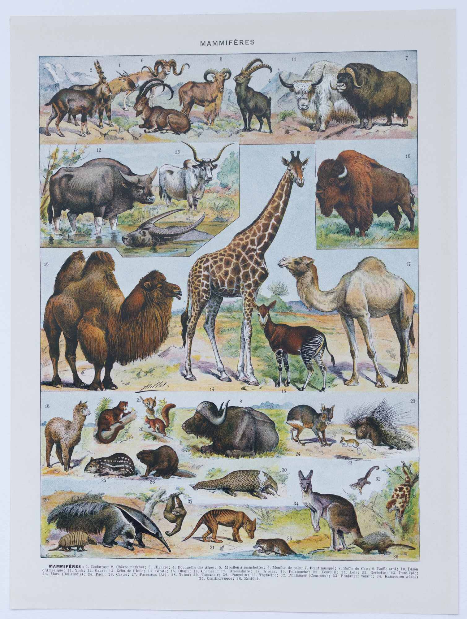 Original plate from 1930: wild and domestic mammals