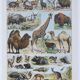 Original plate from 1930: wild and domestic mammals