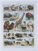 Original plate from 1930: wild and domestic mammals