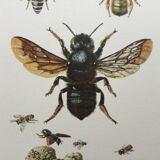 Antique illustration "Insects", Vintage print, 1960s