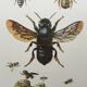 Illustration ancienne "Insectes", années 60