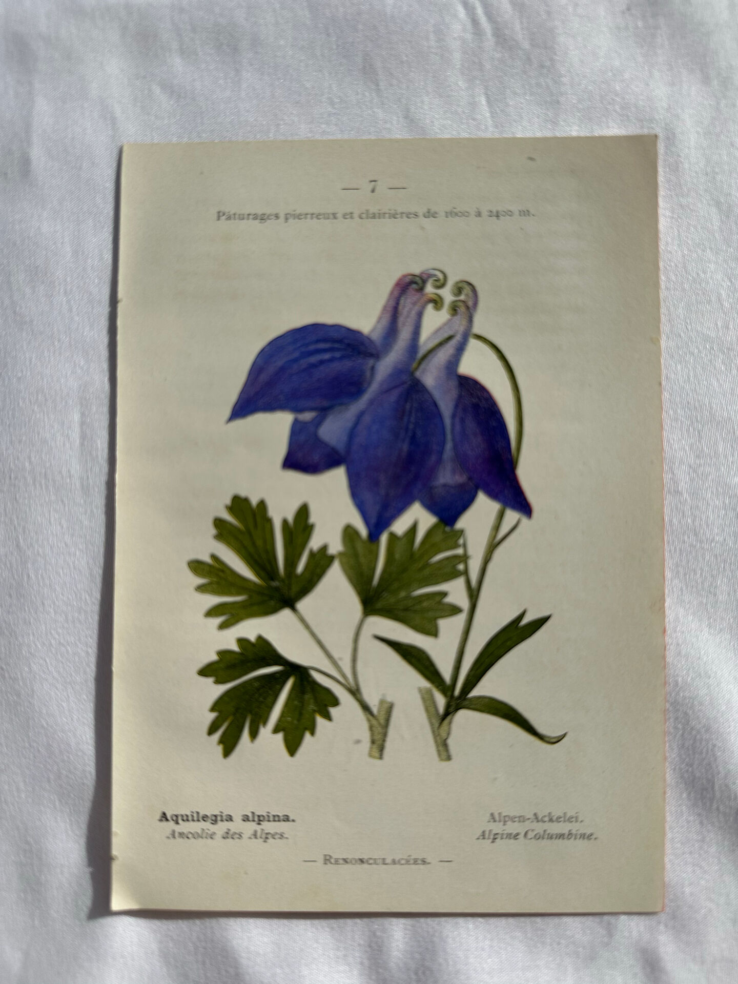 Naturalist Plate – 19th Century Botanical Engraving, Double-Sided