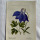 Naturalist Plate – 19th Century Botanical Engraving, Double-Sided