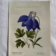Planche Naturaliste – Gravure botanique ancienne 19eme  recto verso