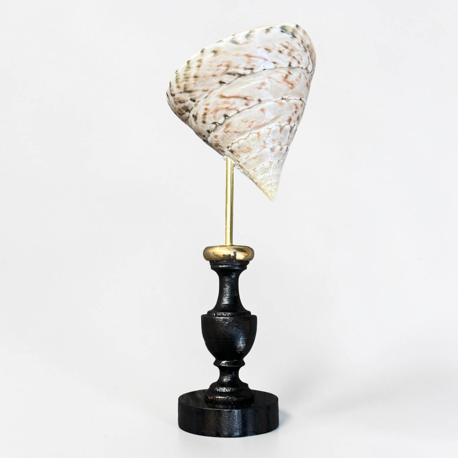 Nacre cone shell Troca on a turned black wooden base, late 19th century.