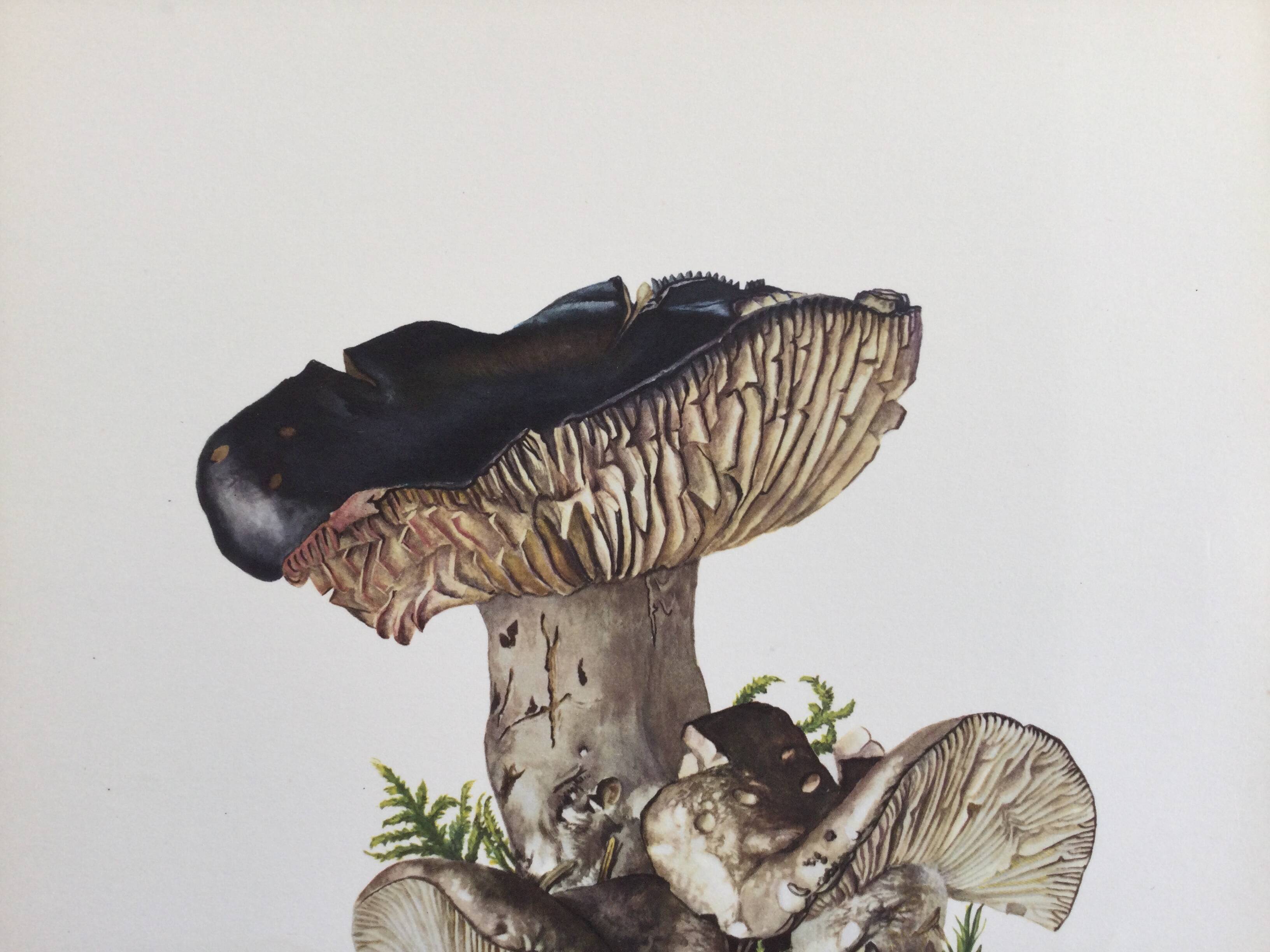 Botanical Illustration Mushrooms Russula Vintage Print 60s