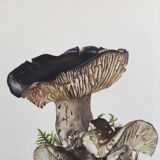 Botanical Illustration Mushrooms Russula Vintage Print 60s