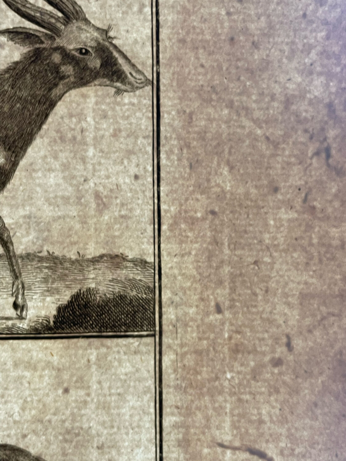 Book XVIIIth buffon, bonnaterre, natural history, quadrupeds, mammals