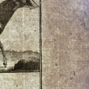 Livre XVIIIe buffon, bonnaterre, histoire naturelle, quadrupèdes, mammifères
