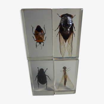 Inclusions insectes, cabinet de curiosité