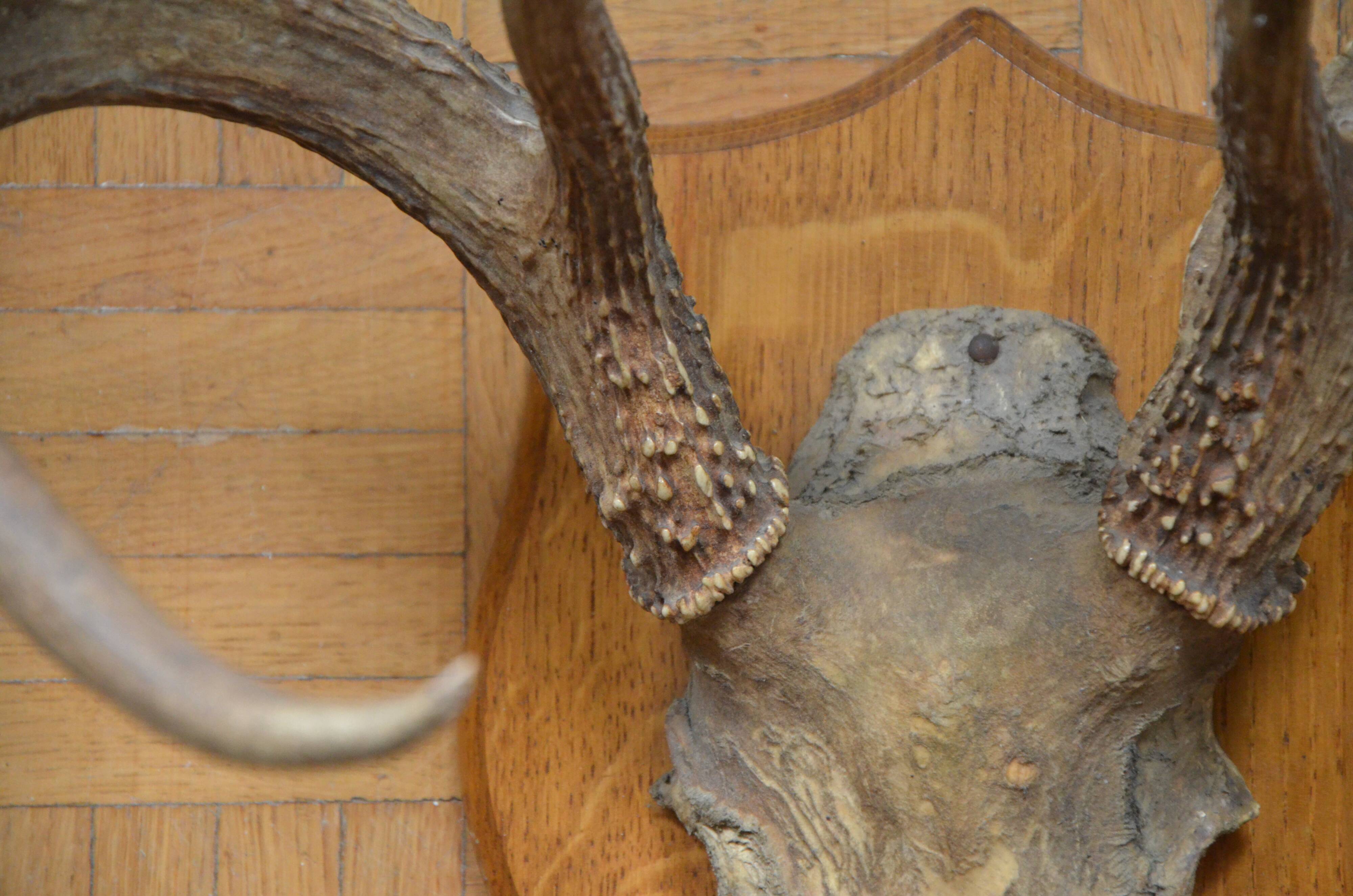 Virginia deer massacre