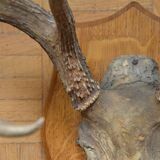 Virginia deer massacre