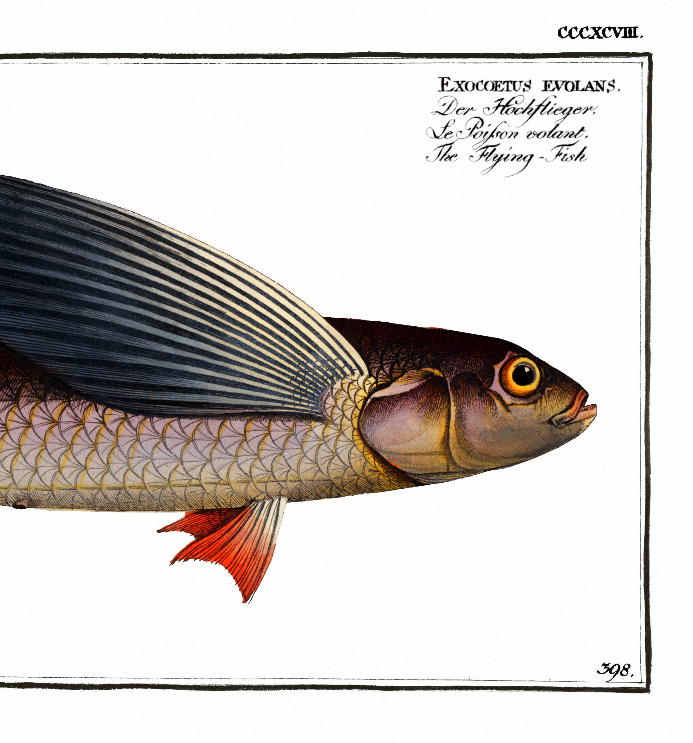 Poster about the flying fish, based on an old engraving from 1746.