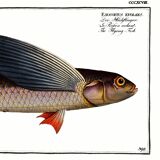Poster about the flying fish, based on an old engraving from 1746.