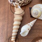 80s Seashell Set