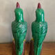 Pair of parrots
