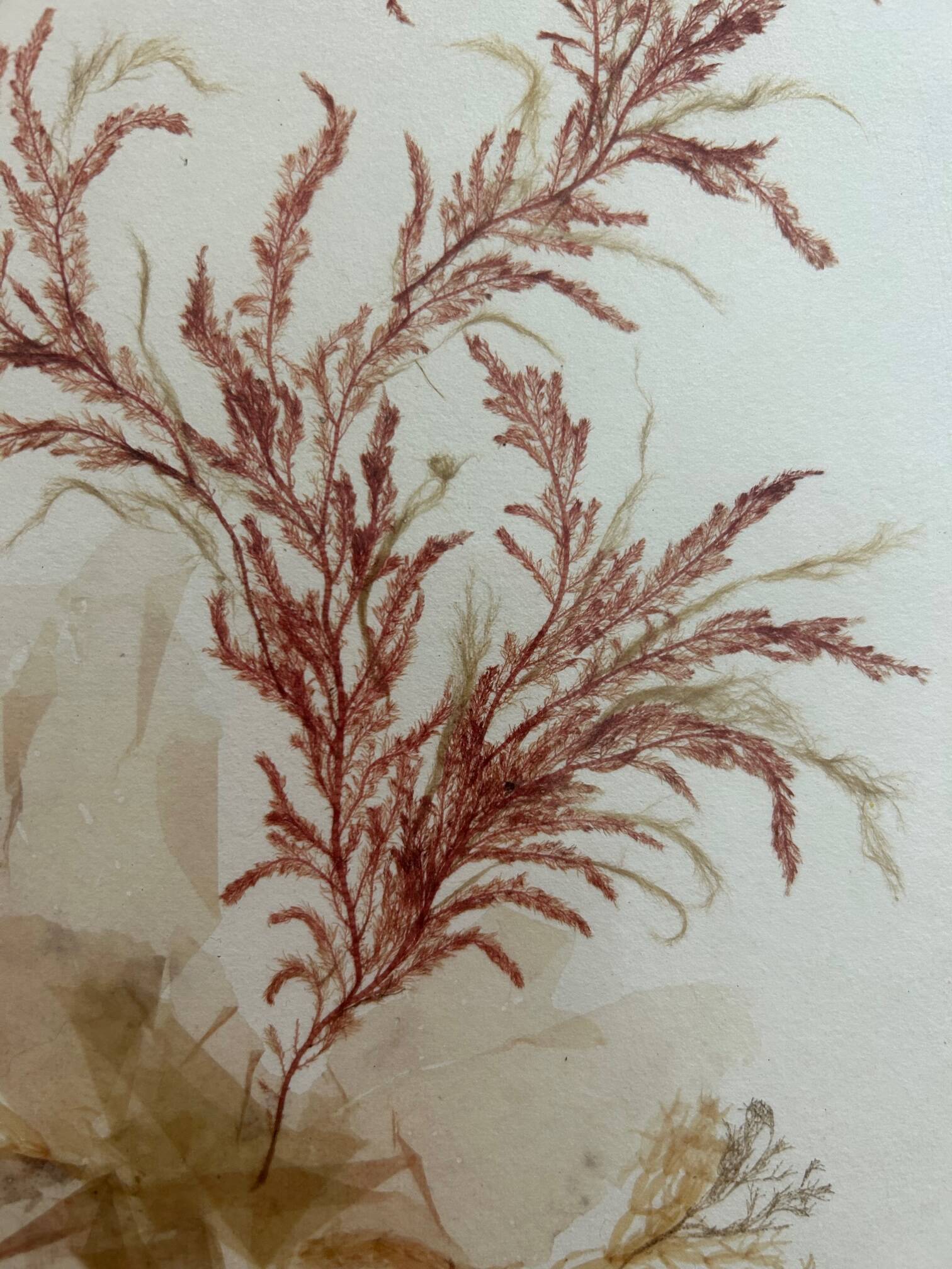 vintage painting natural algae