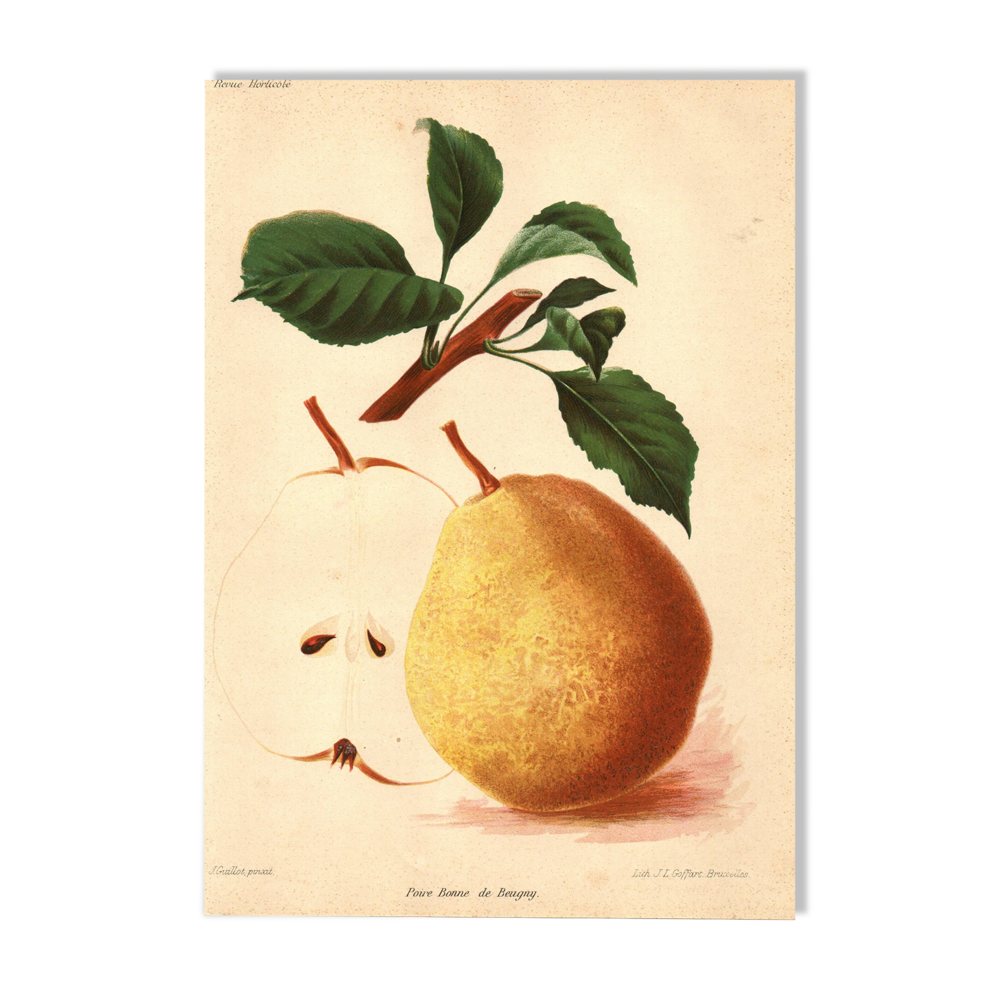 Gravure Botanique 1911 - Poire de Beaupry par Guillot