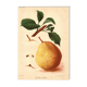 Gravure Botanique 1911 - Poire de Beaupry par Guillot