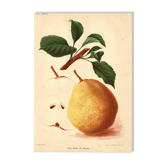 Gravure Botanique 1911 - Poire de Beaupry par Guillot