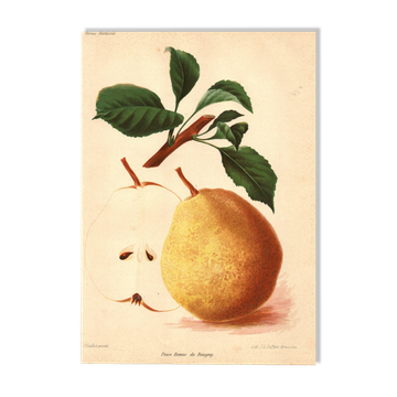 Botanical Engraving 1911 - Beaupry Pear by Guillot - fruit cuisine