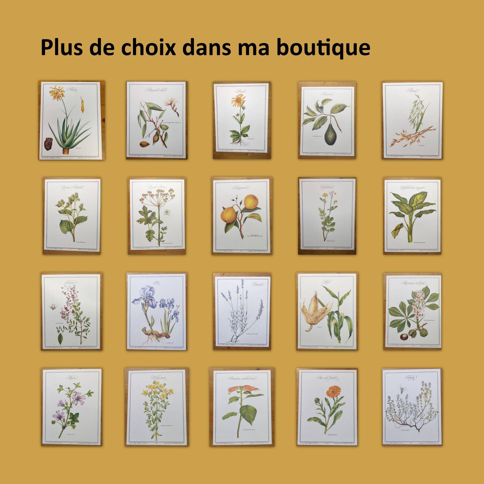 Botanical engraving -Iris- Illustration of medicinal plants and herbs. Pastels by C.Michaut