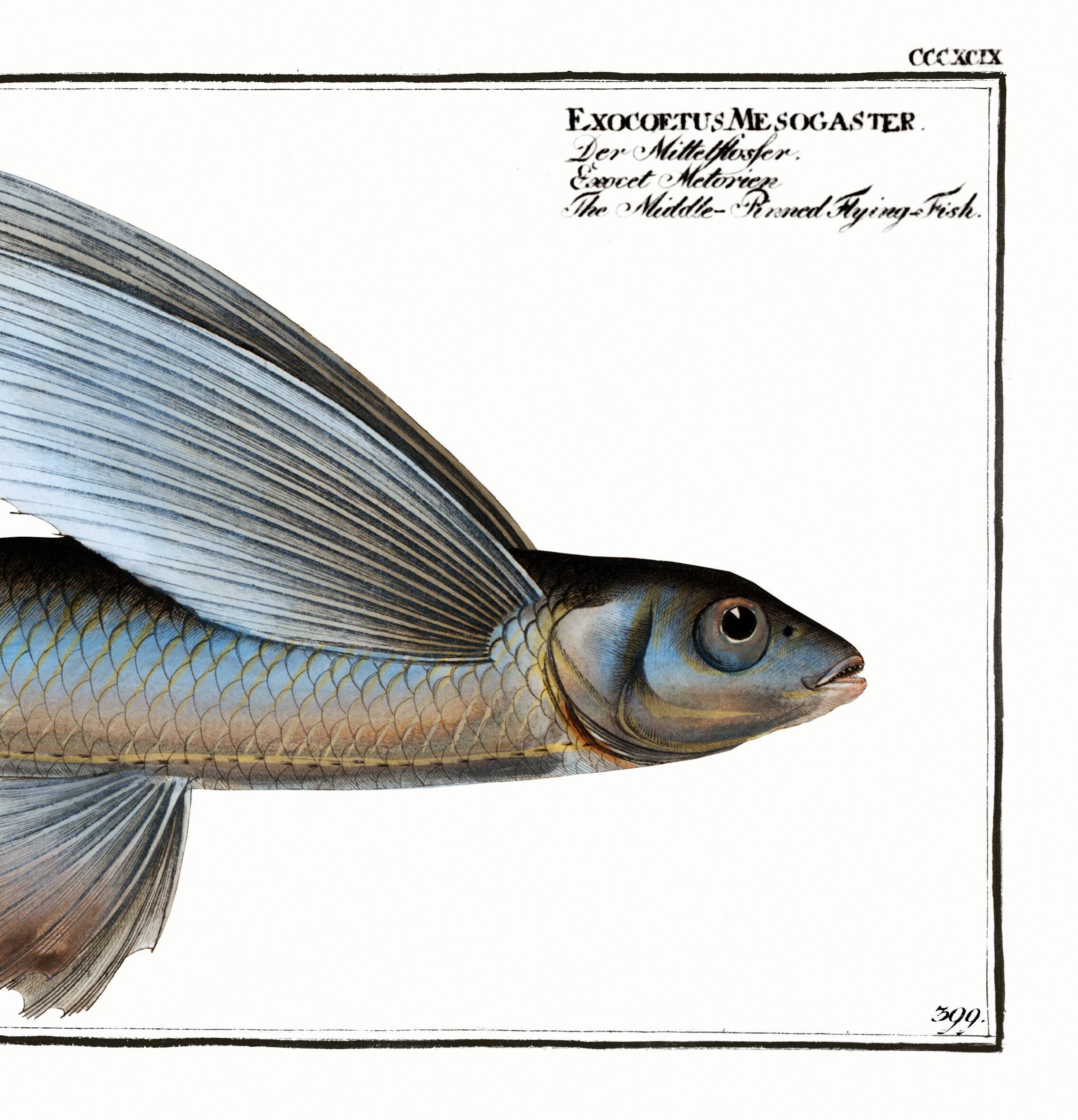 Poster about the flying fish (2), after an old engraving from 1746.